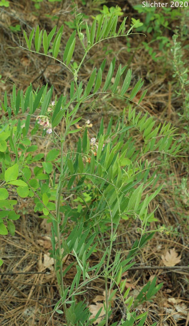 Lanzwert's Peavine, Nevada Pea, Thick-leaved Pea, Thick-leaved Peavine: Lathyrus lanszwertii var. lanszwertii (Synonym: Lathyrus lanszwertii ssp. lanszwertii)