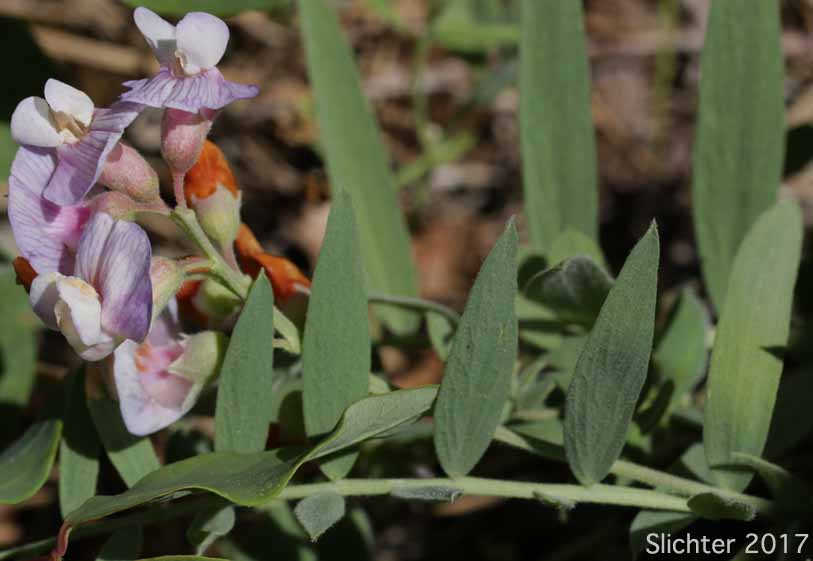 Lanzwert's Peavine, Nevada Pea, Thick-leaved Pea, Thick-leaved Peavine: Lathyrus lanszwertii var. lanszwertii (Synonym: Lathyrus lanszwertii ssp. lanszwertii)