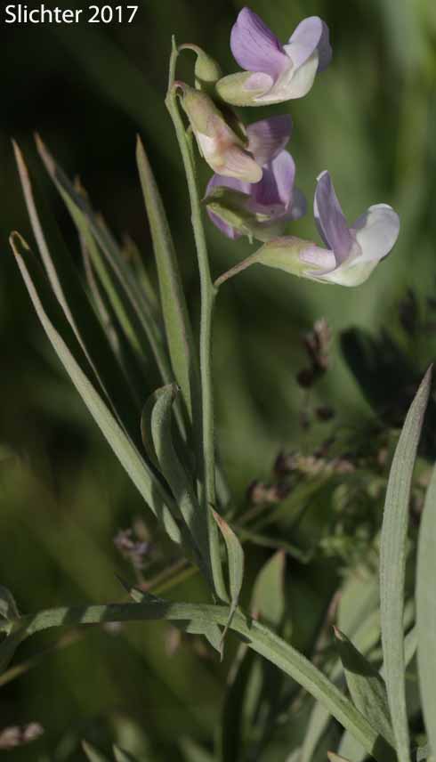 Lanzwert's Peavine, Nevada Pea, Thick-leaved Pea, Thick-leaved Peavine: Lathyrus lanszwertii var. lanszwertii (Synonym: Lathyrus lanszwertii ssp. lanszwertii)