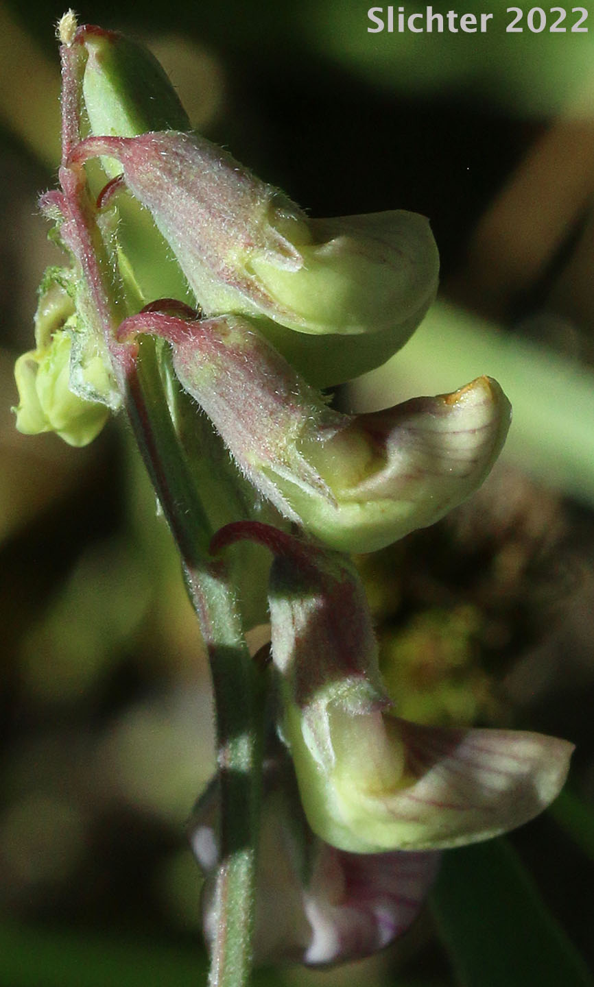 Lanzwert's Peavine, Nevada Pea, Thick-leaved Pea, Thick-leaved Peavine: Lathyrus lanszwertii var. lanszwertii (Synonym: Lathyrus lanszwertii ssp. lanszwertii)