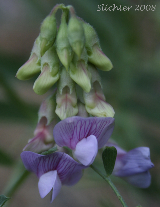 Inflorescence of Lanzwert's Peavine, Nevada Pea, Thick-leaved Pea: Lathyrus lanszwertii var. lanszwertii (Synonym: Lathyrus lanszwertii ssp. lanszwertii)