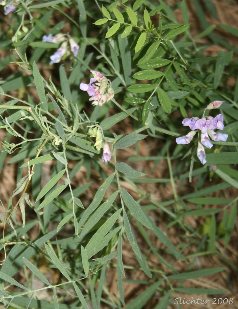 Lanzwert's Peavine, Nevada Pea, Thick-leaved Pea: Lathyrus lanszwertii var. lanszwertii (Synonym: Lathyrus lanszwertii ssp. lanszwertii)