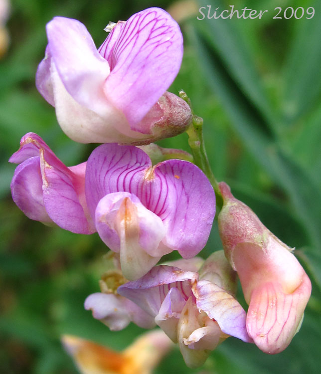 Inflorescence of Lanzwert's Peavine, Nevada Pea, Thick-leaved Pea: Lathyrus lanszwertii var. lanszwertii (Synonym: Lathyrus lanszwertii ssp. lanszwertii)