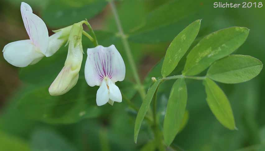 Cusick's Peavine, Sierra Pea: Lathyrus nevadensis var. cusickii (Synonyms: Lathyrus cusickii, Lathyrus nevadensis ssp. cusickii)