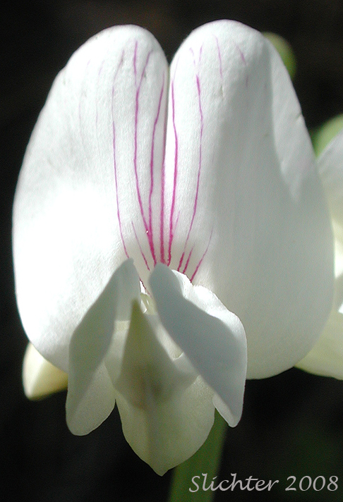 Frontal view of the banner of Cusick's Peavine, Sierra Pea: Lathyrus nevadensis var. cusickii (Synonyms: Lathyrus cusickii, Lathyrus nevadensis ssp. cusickii)