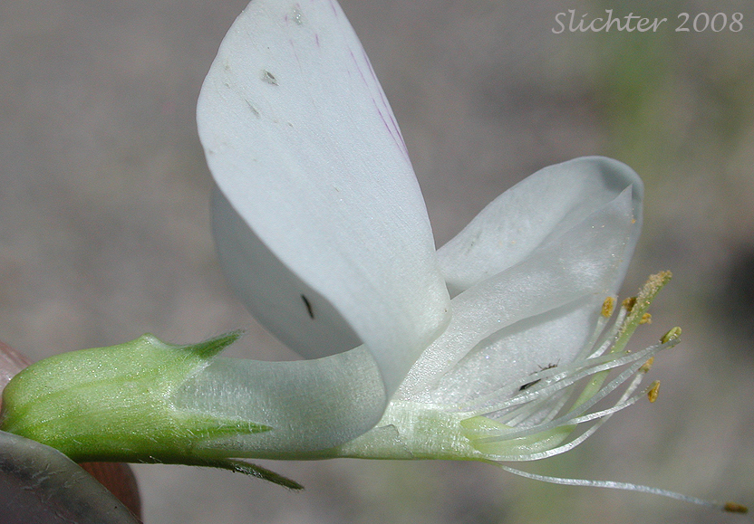Close-up sideview (with floral parts exposed) of Cusick's Peavine, Sierra Pea: Lathyrus nevadensis var. cusickii (Synonyms: Lathyrus cusickii, Lathyrus nevadensis ssp. cusickii)