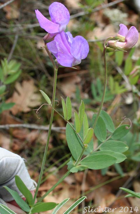 Nevada Pea, Sierra Pea, Sierran Peavine: Lathyrus nevadensis var. nevadensis (Synonyms: Lathyrus lanceolatus, Lathyrus nevadensis ssp. lanceolatus, Lathyrus nevadensis ssp. lanceolatus var. nuttallii, Lathyrus nevadensis ssp. lanceolatus var. pilosellus, Lathyrus nevadensis ssp. nevadensis, Lathyrus nevadensis var. nuttallii, Lathyrus nevadensis var. pilosellus, Lathyrus nuttallii)