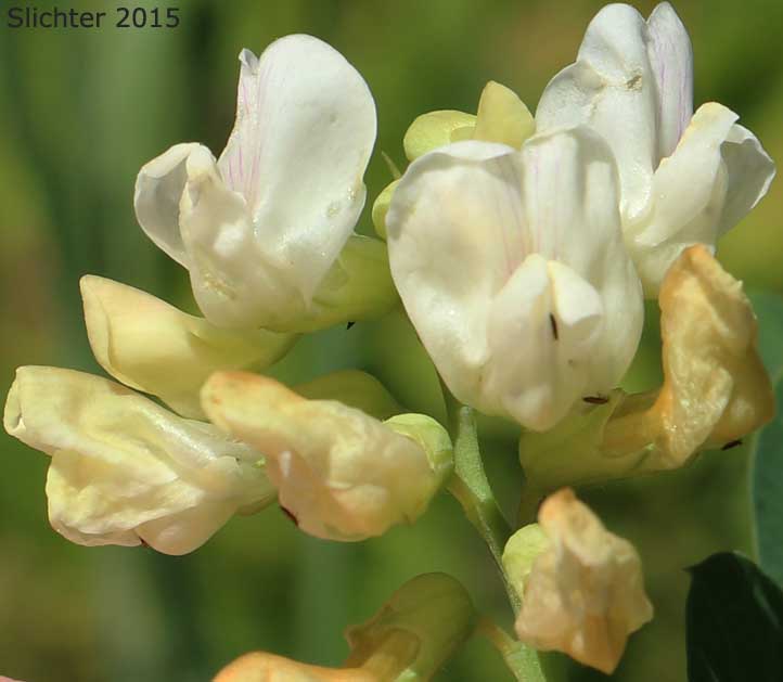 Inflorescence of Nevada Pea, Sierra Pea: Lathyrus nevadensis var. puniceus (Synonym: Lathyrus nevadensis ssp. lanceolatus var. puniceus)
