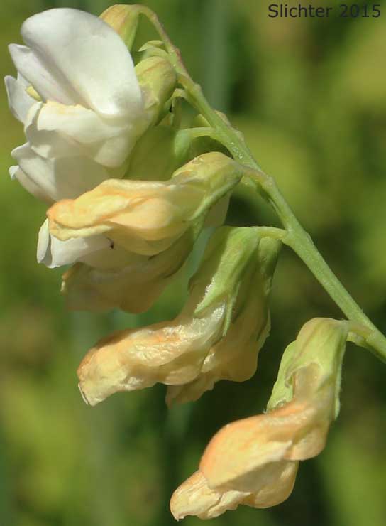 Inflorescence of Nevada Pea, Sierra Pea: Lathyrus nevadensis var. puniceus (Synonym: Lathyrus nevadensis ssp. lanceolatus var. puniceus)