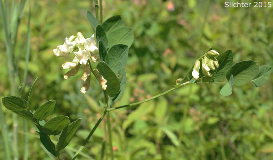 Nevada Pea, Sierra Pea: Lathyrus nevadensis var. puniceus (Synonym: Lathyrus nevadensis ssp. lanceolatus var. puniceus)