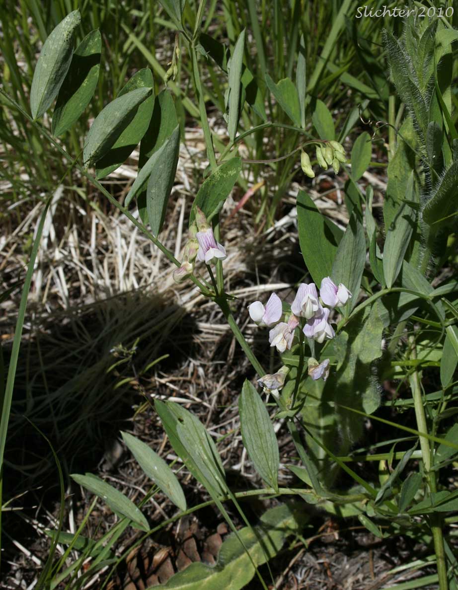 Nevada Pea, Sierra Pea: Lathyrus nevadensis var. puniceus (Synonym: Lathyrus nevadensis ssp. lanceolatus var. puniceus)