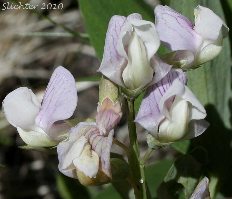 Inflorescence of Nevada Pea, Sierra Pea: Lathyrus nevadensis var. puniceus (Synonym: Lathyrus nevadensis ssp. lanceolatus var. puniceus)