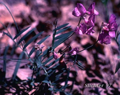 Fewflower Pea, Few-flowered Pea, Few-flowered Peavine: Lathyrus pauciflorus var. pauciflorus (Synonyms: Lathyrus pauciflorus ssp. pauciflorus, Lathyrus pauciflorus ssp. tenuior)