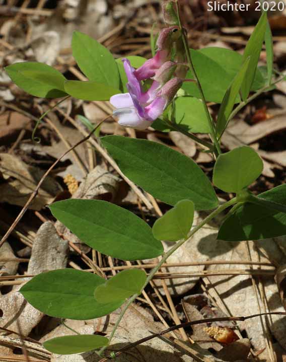 Fewflower Pea, Few-flowered Pea, Few-flowered Peavine, Few-flowered Vetchling, Utah Sweet Pea: Lathyrus pauciflorus var. pauciflorus (Synonyms: Lathyrus pauciflorus ssp. pauciflorus, Lathyrus pauciflorus ssp. tenuior)