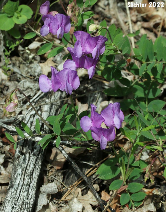 Fewflower Pea, Few-flowered Pea, Few-flowered Peavine, Few-flowered Vetchling, Utah Sweet Pea: Lathyrus pauciflorus var. pauciflorus (Synonyms: Lathyrus pauciflorus ssp. pauciflorus, Lathyrus pauciflorus ssp. tenuior)