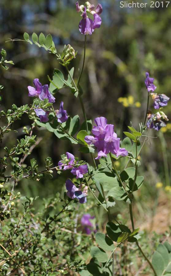 Fewflower Pea, Few-flowered Pea, Few-flowered Peavine, Few-flowered Vetchling, Utah Sweet Pea: Lathyrus pauciflorus var. pauciflorus (Synonyms: Lathyrus pauciflorus ssp. pauciflorus, Lathyrus pauciflorus ssp. tenuior)