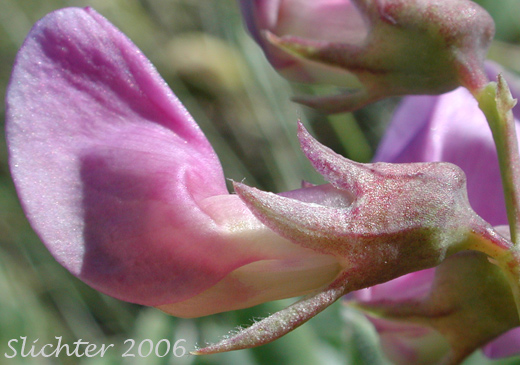Close-up sideview of a flower of Fewflower Pea, Few-flowered Pea, Few-flowered Peavine: Lathyrus pauciflorus var. pauciflorus (Synonyms: Lathyrus pauciflorus ssp. pauciflorus, Lathyrus pauciflorus ssp. tenuior)