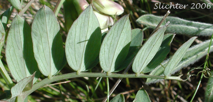 Pinnately compound leaf of Fewflower Pea, Few-flowered Pea, Few-flowered Peavine: Lathyrus pauciflorus var. pauciflorus (Synonyms: Lathyrus pauciflorus ssp. pauciflorus, Lathyrus pauciflorus ssp. tenuior)