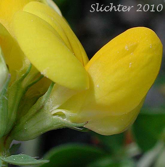 Close-up sideview of the flower of Birdsfoot Trefoil, Birdsfoot-trefoil, Garden Bird's-foot Trefoil, Birdfoot Deervetch: Lotus corniculatus (Synonyms: Lotus corniculatus var. arvensis, Lotus tenuis)