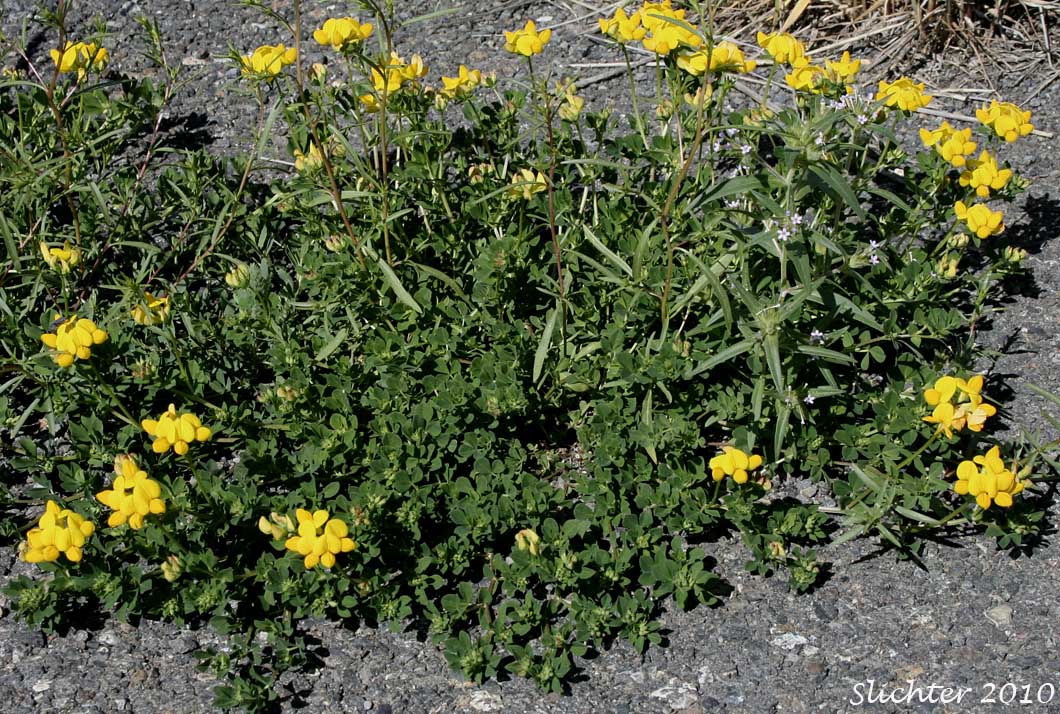 Birdsfoot Trefoil, Birdsfoot-trefoil, Garden Bird's-foot Trefoil, Birdfoot Deervetch: Lotus corniculatus (Synonyms: Lotus corniculatus var. arvensis, Lotus tenuis)