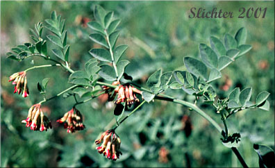 Big Deervetch, Thicket Deervetch: Hosackia crassifolia var. crassifolia (Synonyms: Hosackia crassifolia, Lotus crassifolius var. crassifolius)