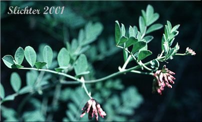 Big Deervetch, Thicket Deervetch: Hosackia crassifolia var. crassifolia (Synonyms: Hosackia crassifolia, Lotus crassifolius var. crassifolius)