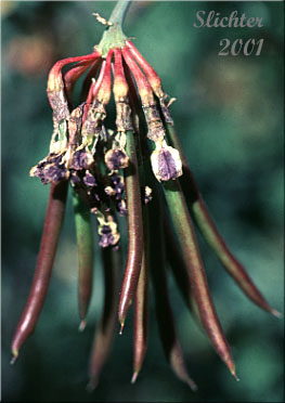 Pods of Big Deervetch, Thick-leaf Deervetch: Hosackia crassifolia var. crassifolia (Synonym: Lotus crassifolius var. crassifolius)