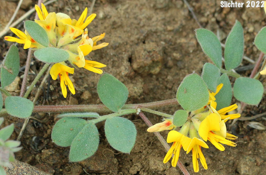 Nevada Deervetch, Nevada Bird's-foot Trefoil: Acmispon nevadensis var. nevadensis (Synonyms: Hosackia decumbens, Lotus douglasii, Lotus nevadensis var. douglasii, Lotus nevadensis var. nevadensis)