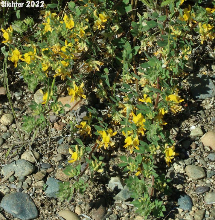 Nevada Deervetch, Nevada Bird's-foot Trefoil: Acmispon nevadensis var. nevadensis (Synonyms: Hosackia decumbens, Lotus douglasii, Lotus nevadensis var. douglasii, Lotus nevadensis var. nevadensis)