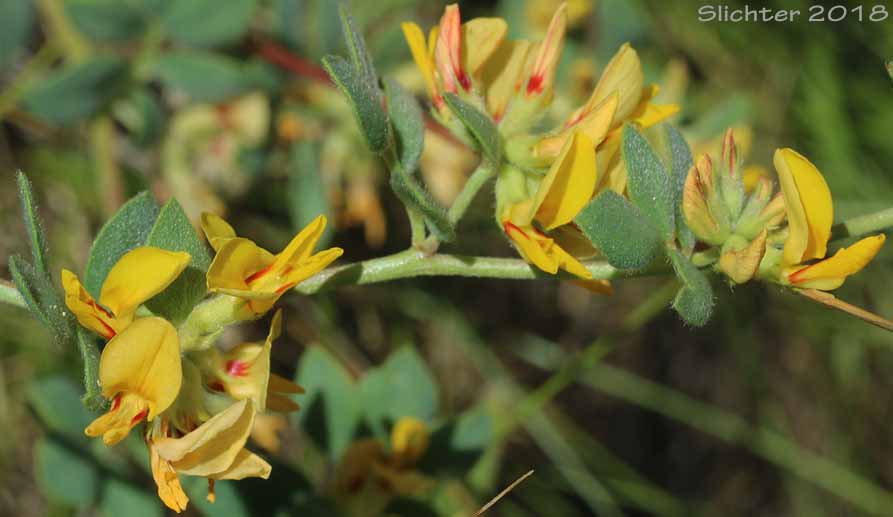 Nevada Deervetch, Nevada Bird's-foot Trefoil: Acmispon nevadensis var. nevadensis (Synonyms: Hosackia decumbens, Lotus douglasii, Lotus nevadensis var. douglasii, Lotus nevadensis var. nevadensis)