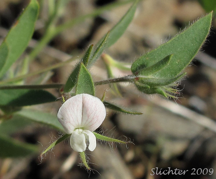 Flower of American Bird's-foot Trefoil, Pursh's Lotus, Spanish-clover: Acmispon americanus var. americanus (Synonyms: Hosackia americana, Lotus americanus, Lotus purshiana, Lotus purshianus var. glaber, Lotus purshianus var. glabra, Lotus purshiana var. purshiana, Lotus unifoliolatus, Lotus unifoliolatus var. unifoliolotus)