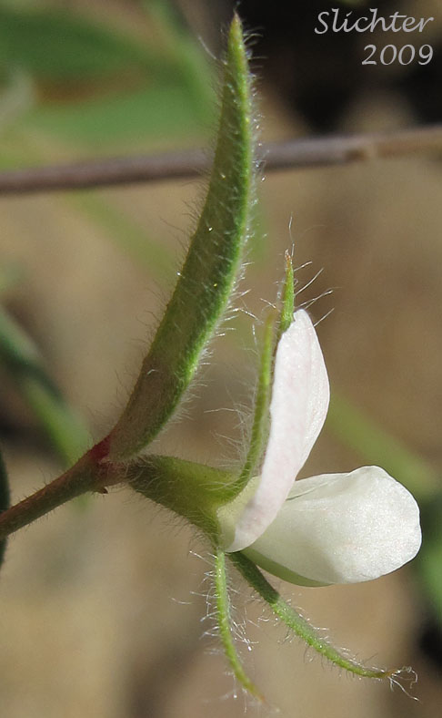 Sideview of flower of American Bird's-foot Trefoil, Pursh's Lotus, Spanish-clover: Acmispon americanus var. americanus (Synonyms: Hosackia americana, Lotus americanus, Lotus purshiana, Lotus purshianus var. glaber, Lotus purshianus var. glabra, Lotus purshiana var. purshiana, Lotus unifoliolatus, Lotus unifoliolatus var. unifoliolotus)