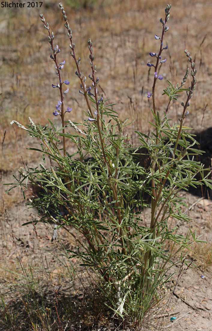 Silvery lupine: Lupinus argenteus var. argenteus (Synonyms: Lupinus argenteus ssp. argenteus, Lupinus corymbosus, Lupinus johannis-howellii)
