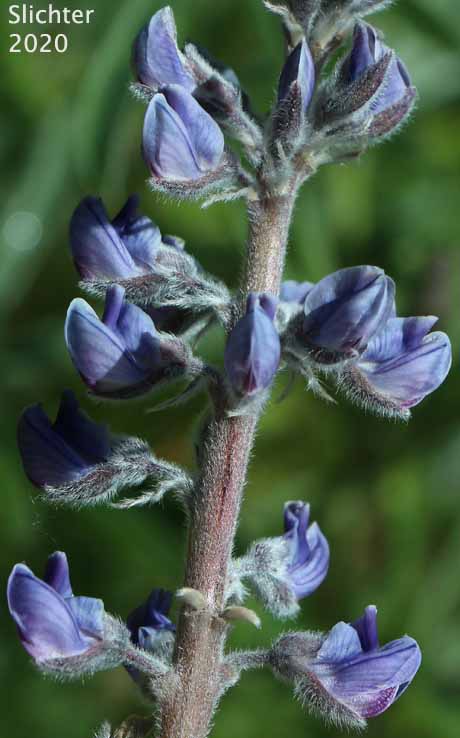 Silvery lupine: Lupinus argenteus var. argenteus (Synonyms: Lupinus argenteus ssp. argenteus, Lupinus corymbosus, Lupinus johannis-howellii)