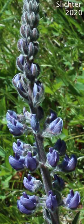 Silvery lupine: Lupinus argenteus var. argenteus (Synonyms: Lupinus argenteus ssp. argenteus, Lupinus corymbosus, Lupinus johannis-howellii)