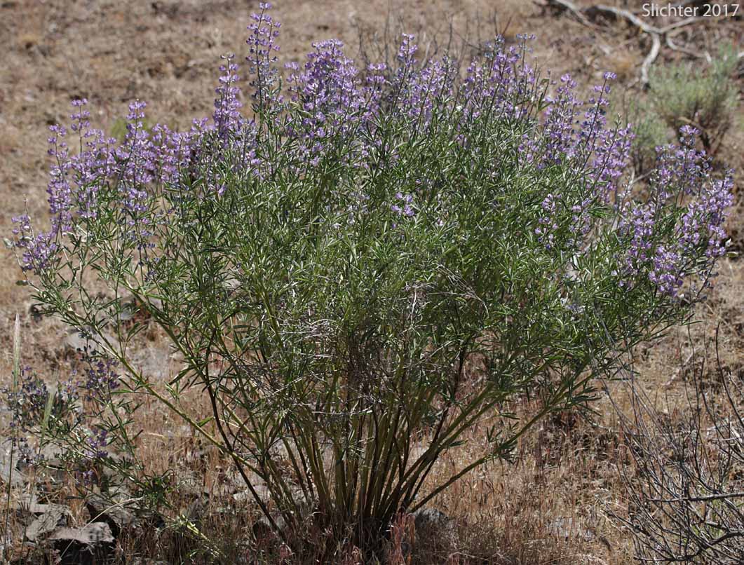 Silvery lupine: Lupinus argenteus var. argenteus (Synonyms: Lupinus argenteus ssp. argenteus, Lupinus corymbosus, Lupinus johannis-howellii)