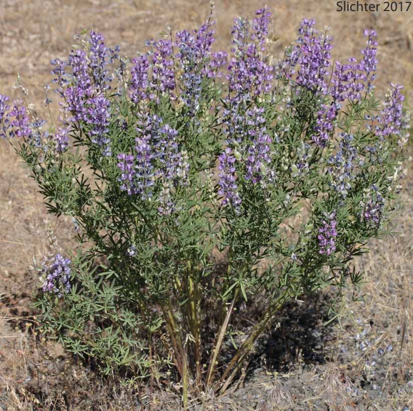 Silvery lupine: Lupinus argenteus var. argenteus (Synonyms: Lupinus argenteus ssp. argenteus, Lupinus corymbosus, Lupinus johannis-howellii)