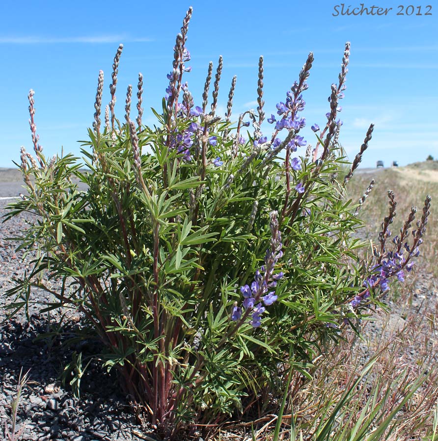 Silvery lupine: Lupinus argenteus var. argenteus (Synonyms: Lupinus argenteus ssp. argenteus, Lupinus corymbosus, Lupinus johannis-howellii)