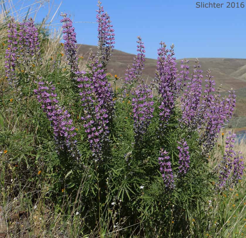 Kellogg's Spurred Lupine, Spurred Lupine, Tailcup Lupine: Lupinus argenteus var. heteranthus (Synonyms: Lupinus argenteus var. utahensis, Lupinus argentinus, Lupinus caudatus, Lupinus caudatus ssp. caudatus, Lupinus caudatus var. caudatus, Lupinus caudatus var. subtenellus, Lupinus caudatus var. utahensis, Lupinus gayophytophilus, Lupinus hendersonii, Lupinus holosericeus var. utahensis, Lupinus lupinus, Lupinus meioanthus var. heteranthus, Lupinus montis-lieratatis, Lupinus rosei, Lupinus stinchfieldiae, Lupinus utahensis)