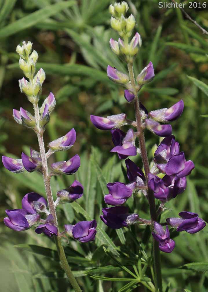 Kellogg's Spurred Lupine, Spurred Lupine, Tailcup Lupine: Lupinus argenteus var. heteranthus (Synonyms: Lupinus argenteus var. utahensis, Lupinus argentinus, Lupinus caudatus, Lupinus caudatus ssp. caudatus, Lupinus caudatus var. caudatus, Lupinus caudatus var. subtenellus, Lupinus caudatus var. utahensis, Lupinus gayophytophilus, Lupinus hendersonii, Lupinus holosericeus var. utahensis, Lupinus lupinus, Lupinus meioanthus var. heteranthus, Lupinus montis-lieratatis, Lupinus rosei, Lupinus stinchfieldiae, Lupinus utahensis)