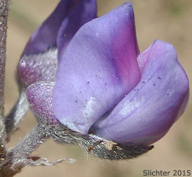 Flower of Kellogg's Spurred Lupine, Spurred Lupine, Tailcup Lupine: Lupinus argenteus var. heteranthus (Synonyms: Lupinus argenteus var. utahensis, Lupinus argentinus, Lupinus caudatus, Lupinus caudatus ssp. caudatus, Lupinus caudatus var. caudatus, Lupinus caudatus var. subtenellus, Lupinus caudatus var. utahensis, Lupinus gayophytophilus, Lupinus hendersonii, Lupinus holosericeus var. utahensis, Lupinus lupinus, Lupinus meioanthus var. heteranthus, Lupinus montis-lieratatis, Lupinus rosei, Lupinus stinchfieldiae, Lupinus utahensis)