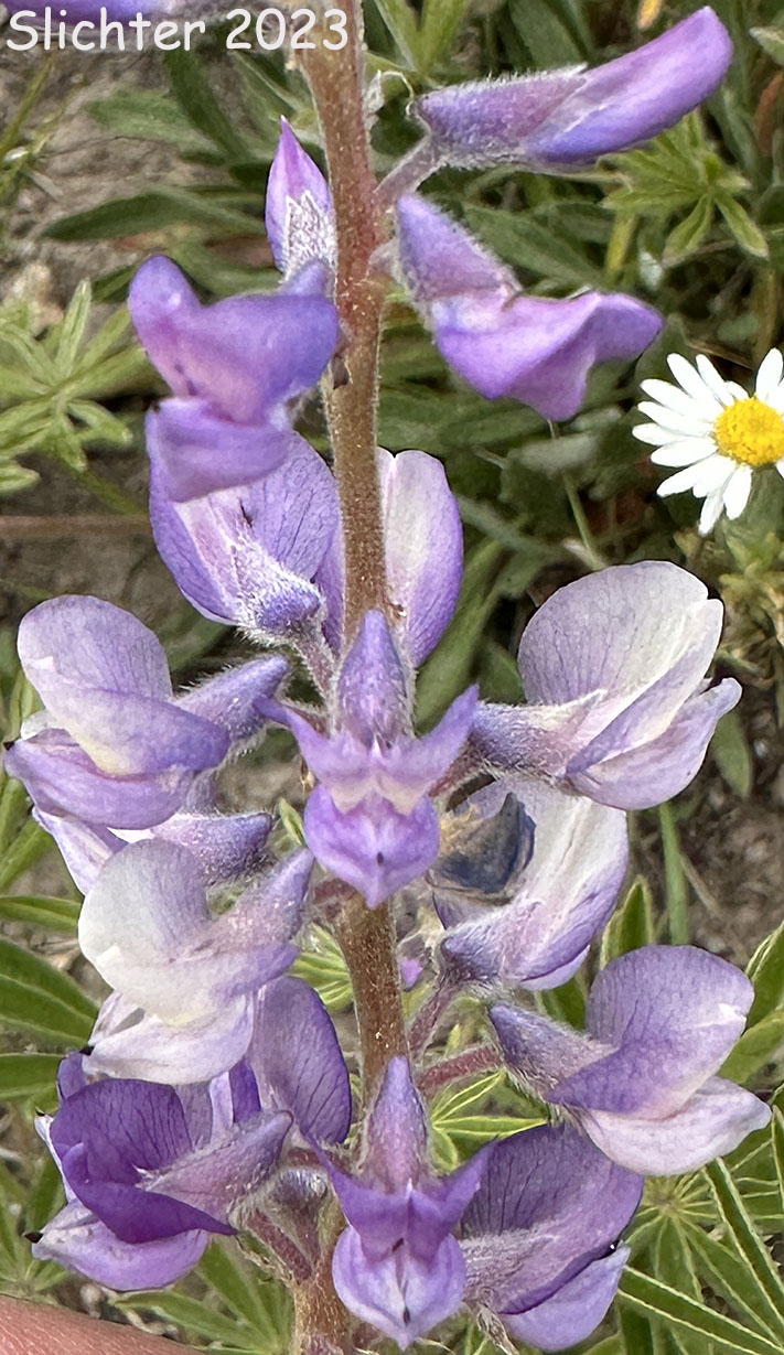 Inflorescence of Kellogg's Spurred Lupine, Spurred Lupine, Tailcup Lupine: Lupinus argenteus var. heteranthus (Synonyms: Lupinus argenteus var. utahensis, Lupinus argentinus, Lupinus caudatus, Lupinus caudatus ssp. caudatus, Lupinus caudatus var. caudatus, Lupinus caudatus var. subtenellus, Lupinus caudatus var. utahensis, Lupinus gayophytophilus, Lupinus hendersonii, Lupinus holosericeus var. utahensis, Lupinus lupinus, Lupinus meioanthus var. heteranthus, Lupinus montis-lieratatis, Lupinus rosei, Lupinus stinchfieldiae, Lupinus utahensis)