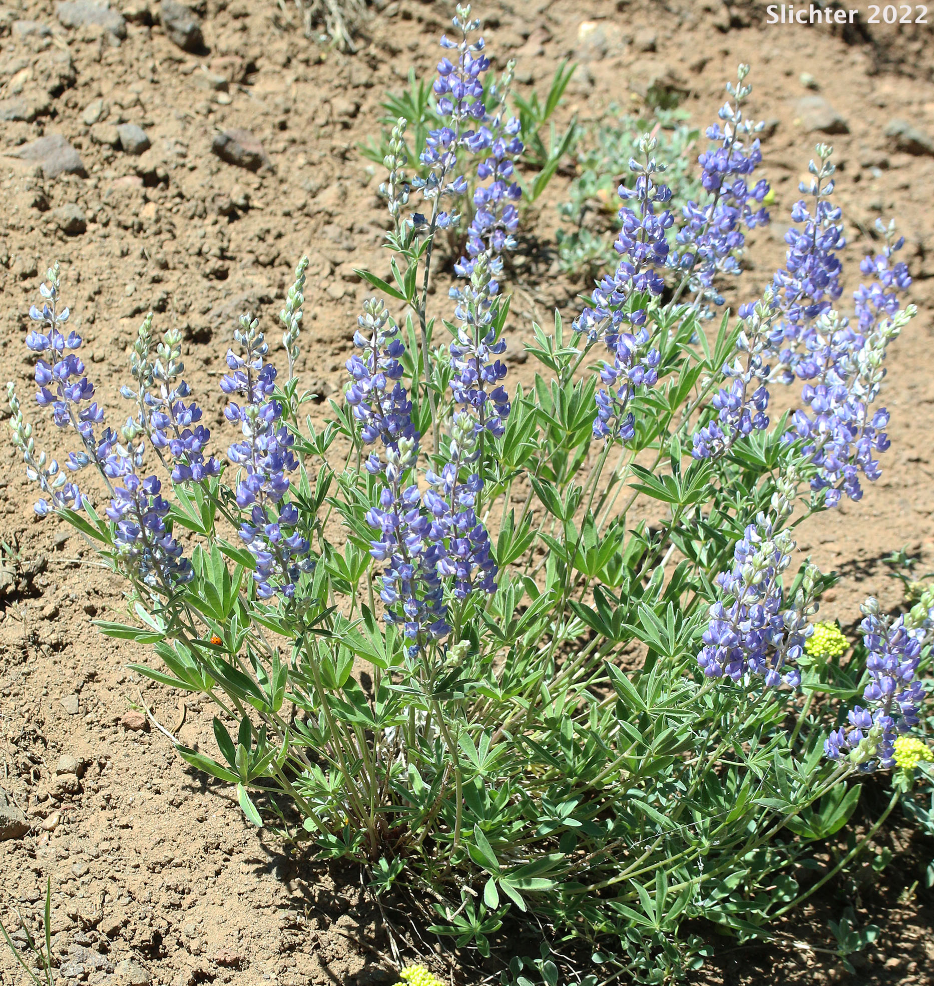 Kellogg's Spurred Lupine, Spurred Lupine, Tailcup Lupine: Lupinus argenteus var. heteranthus (Synonyms: Lupinus argenteus var. utahensis, Lupinus argentinus, Lupinus caudatus, Lupinus caudatus ssp. caudatus, Lupinus caudatus var. caudatus, Lupinus caudatus var. subtenellus, Lupinus caudatus var. utahensis, Lupinus gayophytophilus, Lupinus hendersonii, Lupinus holosericeus var. utahensis, Lupinus lupinus, Lupinus meioanthus var. heteranthus, Lupinus montis-lieratatis, Lupinus rosei, Lupinus stinchfieldiae, Lupinus utahensis)