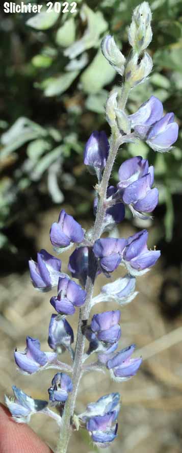 Kellogg's Spurred Lupine, Spurred Lupine, Tailcup Lupine: Lupinus argenteus var. heteranthus (Synonyms: Lupinus argenteus var. utahensis, Lupinus argentinus, Lupinus caudatus, Lupinus caudatus ssp. caudatus, Lupinus caudatus var. caudatus, Lupinus caudatus var. subtenellus, Lupinus caudatus var. utahensis, Lupinus gayophytophilus, Lupinus hendersonii, Lupinus holosericeus var. utahensis, Lupinus lupinus, Lupinus meioanthus var. heteranthus, Lupinus montis-lieratatis, Lupinus rosei, Lupinus stinchfieldiae, Lupinus utahensis)