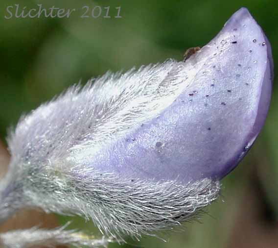 Close-up sideview of the sepals of Kellogg's Spurred Lupine, Spurred Lupine, Tailcup Lupine: Lupinus argenteus var. heteranthus (Synonyms: Lupinus argenteus var. utahensis, Lupinus argentinus, Lupinus caudatus, Lupinus caudatus ssp. caudatus, Lupinus caudatus var. caudatus, Lupinus caudatus var. subtenellus, Lupinus caudatus var. utahensis, Lupinus gayophytophilus, Lupinus hendersonii, Lupinus holosericeus var. utahensis, Lupinus lupinus, Lupinus meioanthus var. heteranthus, Lupinus montis-lieratatis, Lupinus rosei, Lupinus stinchfieldiae, Lupinus utahensis)
