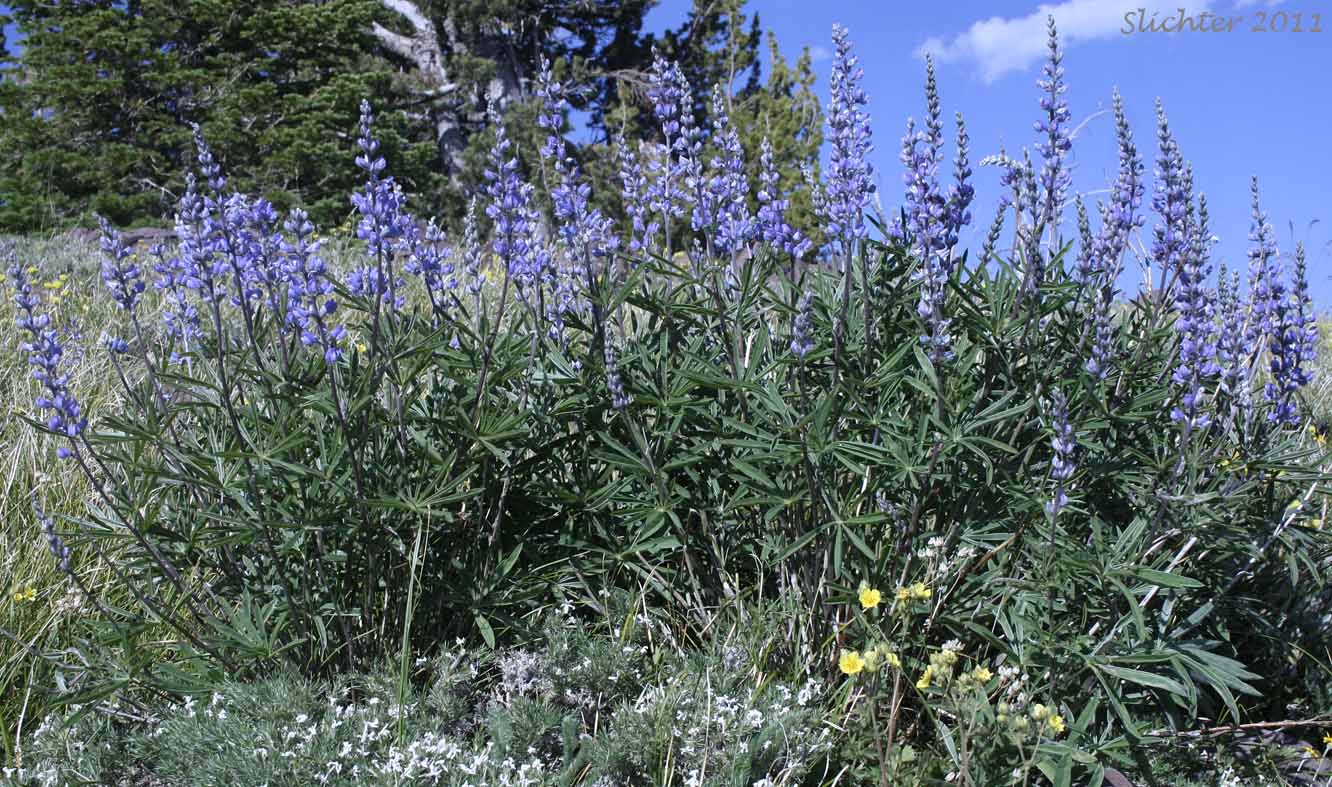 Kellogg's Spurred Lupine, Spurred Lupine, Tailcup Lupine: Lupinus argenteus var. heteranthus (Synonyms: Lupinus argenteus var. utahensis, Lupinus argentinus, Lupinus caudatus, Lupinus caudatus ssp. caudatus, Lupinus caudatus var. caudatus, Lupinus caudatus var. subtenellus, Lupinus caudatus var. utahensis, Lupinus gayophytophilus, Lupinus hendersonii, Lupinus holosericeus var. utahensis, Lupinus lupinus, Lupinus meioanthus var. heteranthus, Lupinus montis-lieratatis, Lupinus rosei, Lupinus stinchfieldiae, Lupinus utahensis)