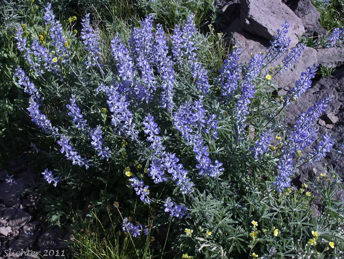 Kellogg's Spurred Lupine, Spurred Lupine, Tailcup Lupine: Lupinus argenteus var. heteranthus (Synonyms: Lupinus argenteus var. utahensis, Lupinus argentinus, Lupinus caudatus, Lupinus caudatus ssp. caudatus, Lupinus caudatus var. caudatus, Lupinus caudatus var. subtenellus, Lupinus caudatus var. utahensis, Lupinus gayophytophilus, Lupinus hendersonii, Lupinus holosericeus var. utahensis, Lupinus lupinus, Lupinus meioanthus var. heteranthus, Lupinus montis-lieratatis, Lupinus rosei, Lupinus stinchfieldiae, Lupinus utahensis)