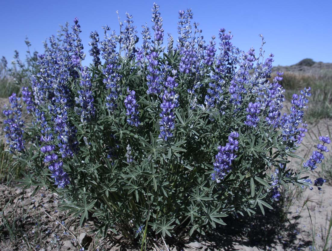 Kellogg's Spurred Lupine, Spurred Lupine, Tailcup Lupine: Lupinus argenteus var. heteranthus (Synonyms: Lupinus argenteus var. utahensis, Lupinus argentinus, Lupinus caudatus, Lupinus caudatus ssp. caudatus, Lupinus caudatus var. caudatus, Lupinus caudatus var. subtenellus, Lupinus caudatus var. utahensis, Lupinus gayophytophilus, Lupinus hendersonii, Lupinus holosericeus var. utahensis, Lupinus lupinus, Lupinus meioanthus var. heteranthus, Lupinus montis-lieratatis, Lupinus rosei, Lupinus stinchfieldiae, Lupinus utahensis)