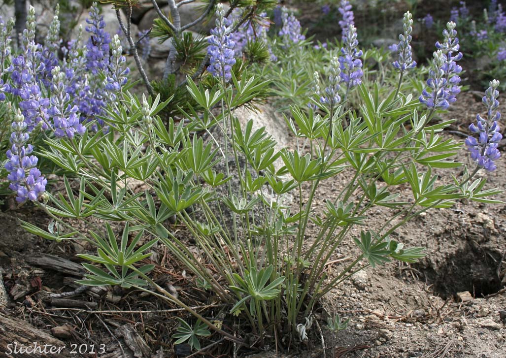 Kellogg's Spurred Lupine, Spurred Lupine, Tailcup Lupine: Lupinus argenteus var. heteranthus (Synonyms: Lupinus argenteus var. utahensis, Lupinus argentinus, Lupinus caudatus, Lupinus caudatus ssp. caudatus, Lupinus caudatus var. caudatus, Lupinus caudatus var. subtenellus, Lupinus caudatus var. utahensis, Lupinus gayophytophilus, Lupinus hendersonii, Lupinus holosericeus var. utahensis, Lupinus lupinus, Lupinus meioanthus var. heteranthus, Lupinus montis-lieratatis, Lupinus rosei, Lupinus stinchfieldiae, Lupinus utahensis)