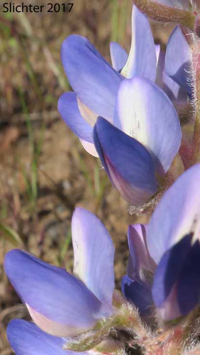 Flowers of Desert Lupine, Dry Ground Lupine, Prairie Lupine: Lupinus lepidus var. aridus (Synonyms: Lupinus aridus ssp. aridus, Lupinus aridus var. aridus, Lupinus lepidus ssp. aridus, Lupinus volutans)